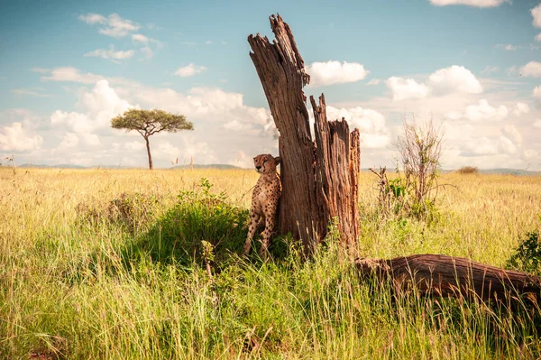 Chita Selvagem Cansada Escondeu Sol Atrás Uma Árvore África — Fotografia de Stock