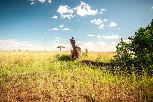 Chita Selvagem Cansada Escondeu Sol Atrás Uma Árvore África — Fotografia de Stock