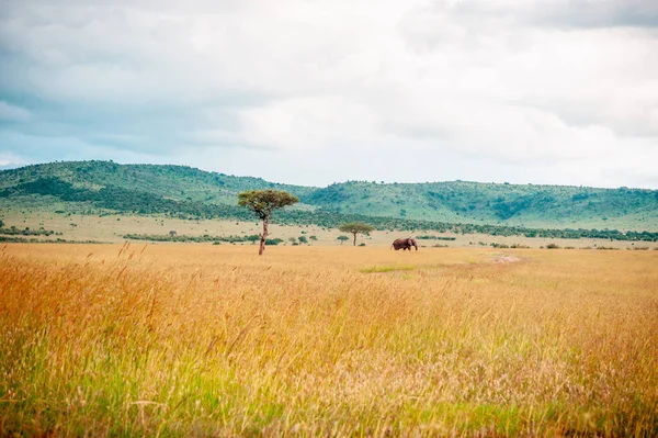 Elefante Selvagem Grama Parque Nacional África — Fotografia de Stock