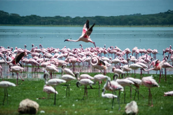 Vadrózsaszín Flamingók Csoportja Kenyai Nemzeti Parkban Tavon — Stock Fotó