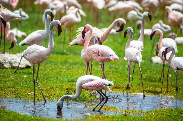 Vadrózsaszín Flamingók Csoportja Kenyai Nemzeti Parkban Tavon — Stock Fotó