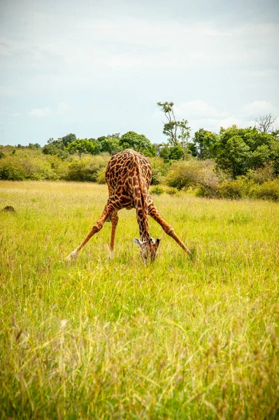 One Wild Giraffe Drinking National Park Africa — Stock Photo, Image