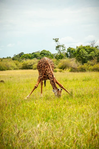 Una Giraffa Selvatica Che Beve Nel Parco Nazionale Africa — Foto Stock