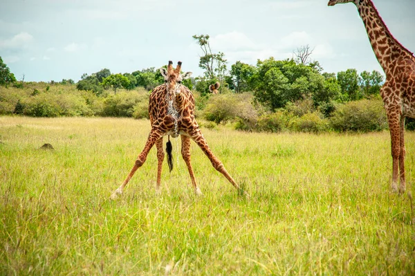 Una Giraffa Selvatica Che Beve Nel Parco Nazionale Africa — Foto Stock