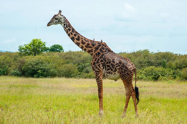 Une Girafe Sauvage Dans Parc National Afrique — Photo