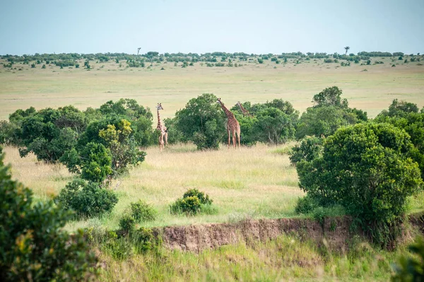 Grupo Girafas Selvagens Parque Nacional África — Fotografia de Stock