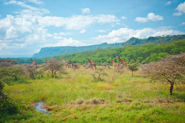 Gruppo Giraffe Selvagge Che Camminano Verso Lago Foresta Nel Parco — Foto Stock