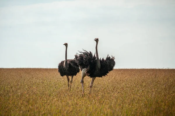 Vad Struccok Sétálnak Sárga Füvön Masai Mara Nemzeti Parkban — Stock Fotó