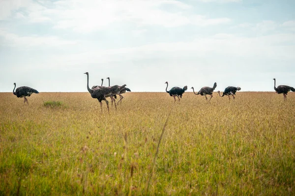 Dziki Struś Spacerujący Żółtej Trawie Parku Narodowym Masai Mara — Zdjęcie stockowe