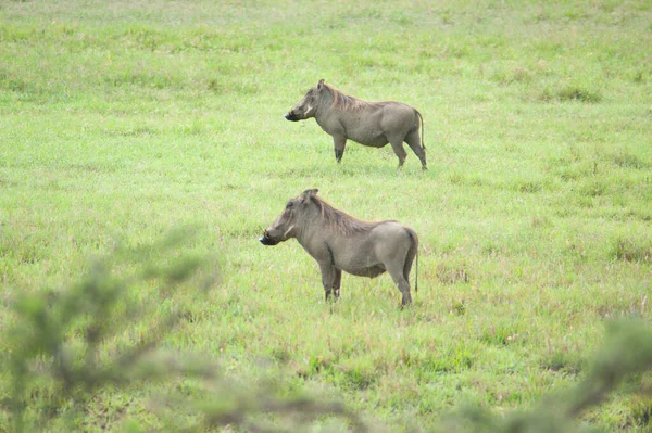 Due Facoceri Selvatici Sull Erba Verde Nel Parco Nazionale Kenya — Foto Stock