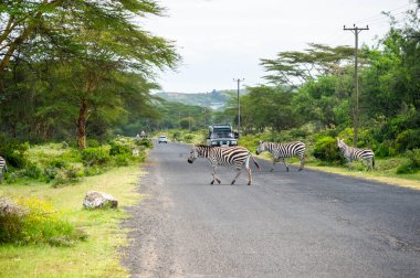 Kenya 'da üç vahşi zebra kesişiyor.