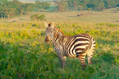 Kenya 'daki yeşil çalılıklarda üç vahşi zebra