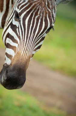 Kenya 'daki yeşil çalılıklarda üç vahşi zebra