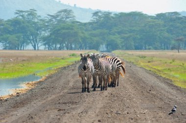 Kenya 'daki yeşil çalılıklarda üç vahşi zebra