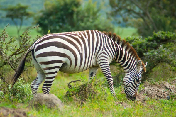 Tre Zebre Selvagge Attraversano Strada Kenya — Foto Stock