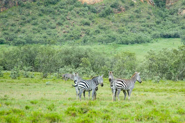 Tres Cebras Salvajes Cruzan Carretera Kenia —  Fotos de Stock