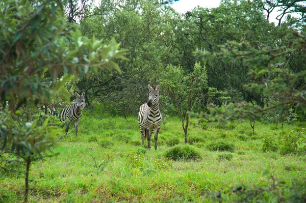 Kenya Vahşi Zebra Kesişiyor — Stok fotoğraf