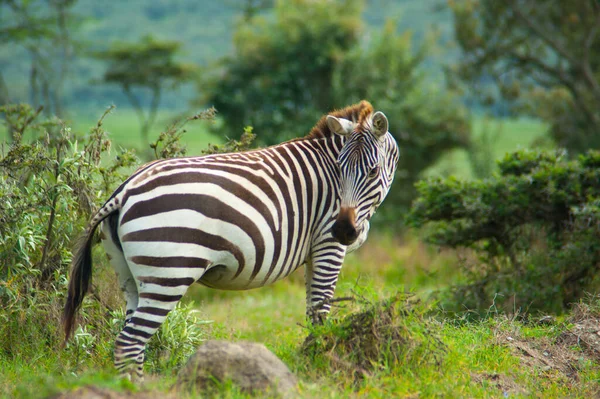 Дикая Зебра Зеленом Кусте Кении — стоковое фото