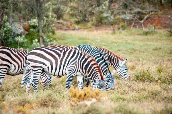 Kenya Daki Yeşil Çalılıklarda Vahşi Zebra — Stok fotoğraf