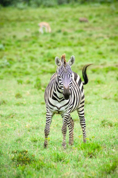 Tres Cebras Silvestres Arbusto Verde Kenia —  Fotos de Stock