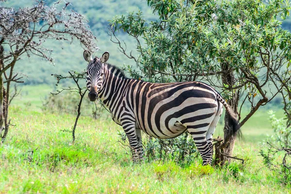 Три Дикие Зебры Зеленом Кусте Кении — стоковое фото