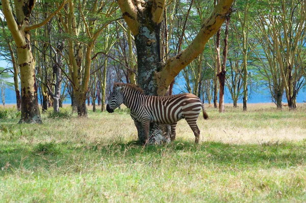 Три Дикие Зебры Зеленом Кусте Кении — стоковое фото