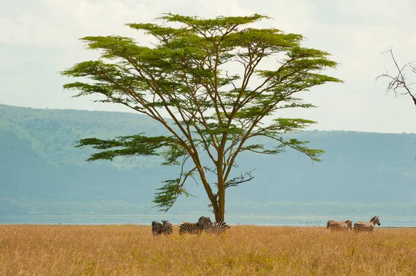 Drie Wilde Zebra Groene Struik Kenia — Stockfoto