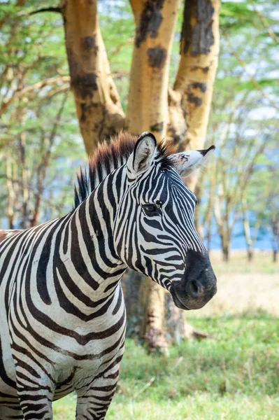 Kenya Daki Yeşil Çalılıklarda Vahşi Zebra — Stok fotoğraf