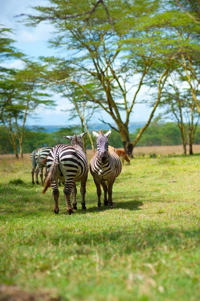 Tres Cebras Silvestres Arbusto Verde Kenia —  Fotos de Stock