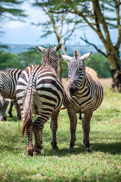 Tres Cebras Silvestres Arbusto Verde Kenia —  Fotos de Stock