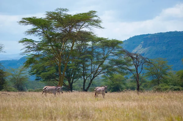 Três Zebras Selvagens Arbusto Verde Quênia — Fotografia de Stock