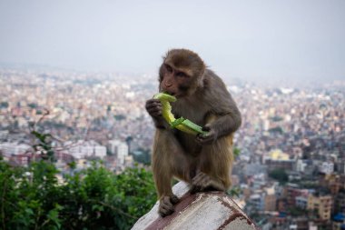 Sokak maymunu yiyor ve arka planda büyük şehir Katmandu var.