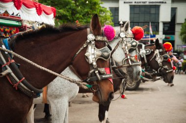 Sumatra 'da Padang' a yakın renkli koşumlu atlar.
