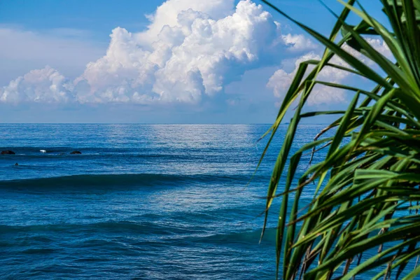 Tropikal Adadaki Tropikal Bir Ağacın Dalları Arasında Sörf Noktasındaki Mavi — Stok fotoğraf