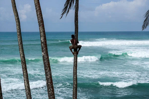 Hindistan Cevizli Adam Sri Lanka Daki Coconut Hill Palmiye Ağacında — Stok fotoğraf