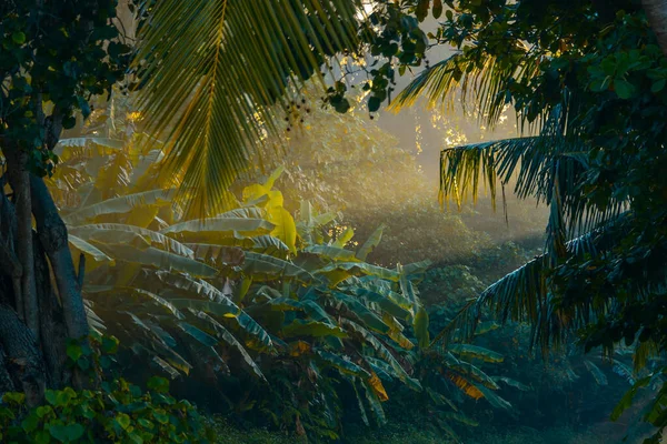 马尔代夫的热带绿色丛林 棕榈树 日落或日出时的香蕉树 还有太阳光 — 图库照片
