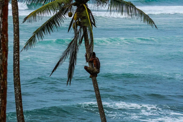 Sri Lanka Daki Coconut Hill Deki Palmiye Ağacında Hindistan Cevizi — Stok fotoğraf