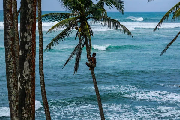 Hindistan Cevizli Adam Sri Lanka Daki Coconut Hill Palmiye Ağacında — Stok fotoğraf