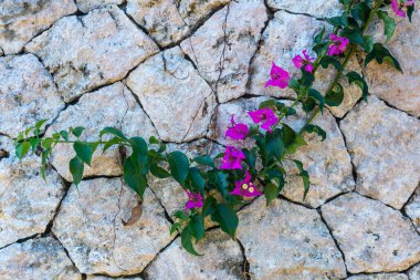 Taş, pembe çiçekli kaya duvar