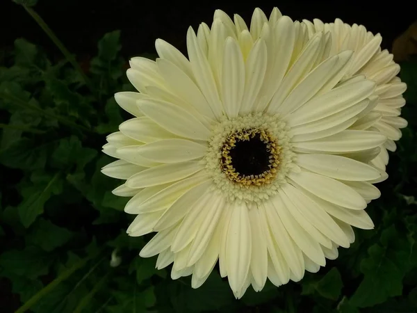 Белый Цветок Gerbera Черным Ядром Центра Зеленом Климате Дома — стоковое фото