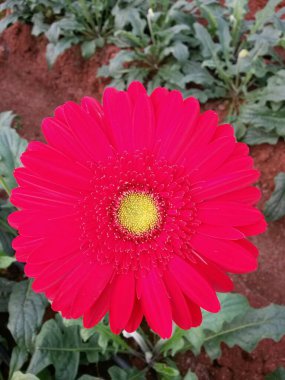 Sera ikliminde sarı merkezli kırmızı Gerbera çiçeği