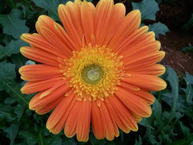 yeşil ev ikliminde yeşil merkezli turuncu Gerbera çiçeği