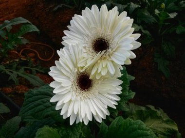 Beyaz Gerbera çiçeği, yeşil ev ikliminde siyah merkezli.