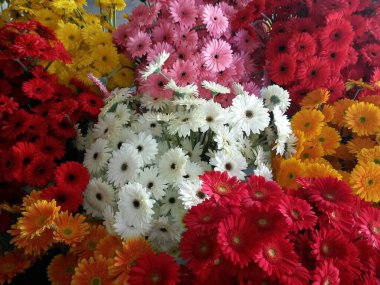 Gerbera çiçekleri, yeşil evdeki tarımdan sonra farklı renklerde toplanır