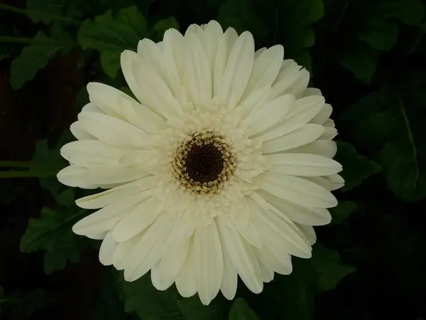 White Gerbera Flower Black Center Core Green House Climate — Stock Photo, Image
