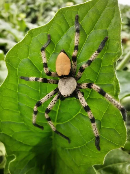 Jättekrabba Spindel Eller Jägare Spindel Blad — Stockfoto