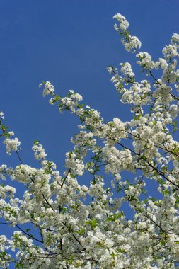 çiçek açan kiraz ağacı mavi gökyüzü.