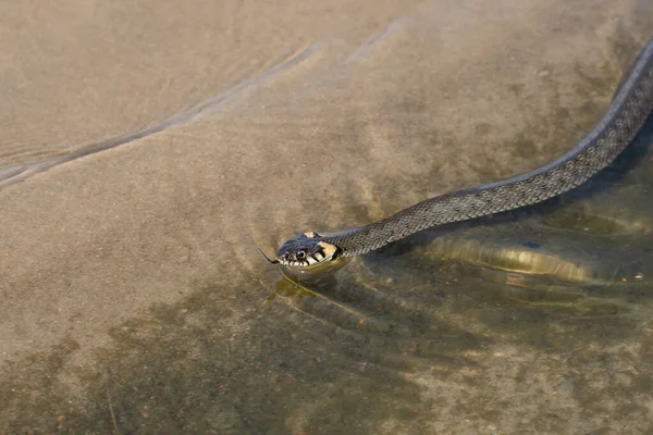 머리에 아니라 물에서 헤엄치고 때로는 나수도 뱀이라고 불리기도 — 스톡 사진