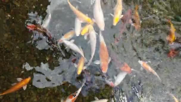 Flock Multicolored Koi Carps Swim Shallow Waters Clear Clear Water — Stock Video