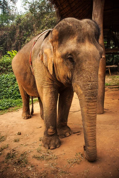 Young Elephants Northern Thailand — Stock Photo, Image